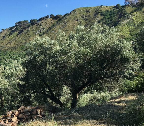 agriturismo biologico l'oliveto